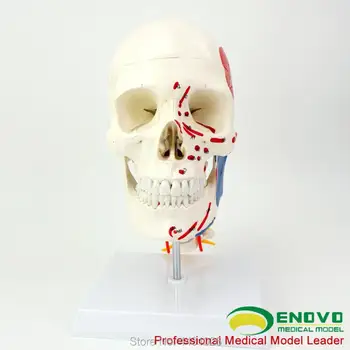 ENOVO Creierul cap și musculare creierul modelul medical uman.anatomia creierului de craniu model 1:1