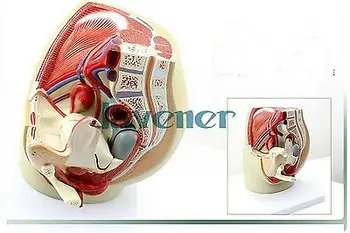 De sex feminin Pelvis Anatomic Anatomia Organelor de Reproducere Medical Modelul Medical, instrumente de predare