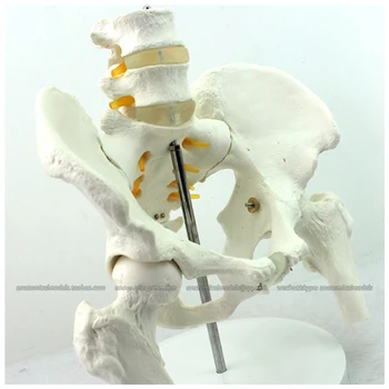 CMAM/12338 Bazinului, vertebre Lombare, femur cap, Plastic Pelvis Medicale Anatomice Model Uman