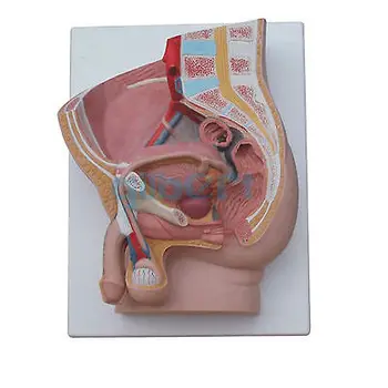 Umane De Sex Masculin Penisului Urinare Anatomice Modelul Medical De Urologie Anatomie