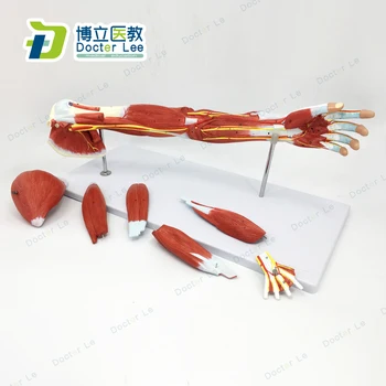 7 Piese Membrele Superioare Anatomice Model Musculare Anatomie Model