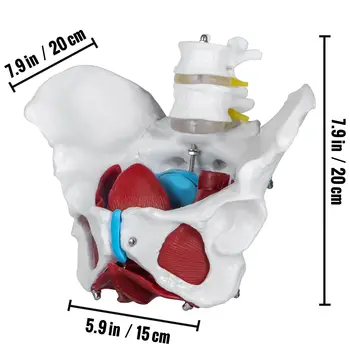 VEVOR 1:1 Viața Mijlocii Pelvine Feminine Model 4buc Corpul Schelet W/ Removable Organe Muschii pentru Resurse de Predare Științe Medicale