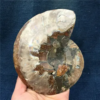 1buc 450-600g Naturale amonit fosil scoica de Cristal specimen de vindecare